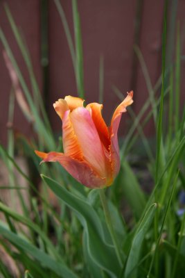 Vivia's Tulip.
