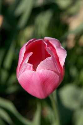 Tulip.