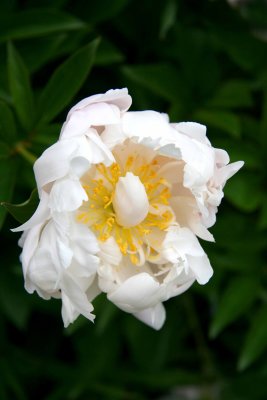 Peony: From The Crowfoot Family.