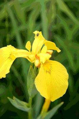 Yellow Iris.