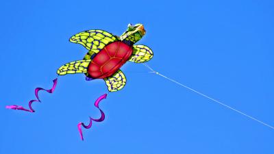 If Only Turtles Could Fly High Up In The Sky.