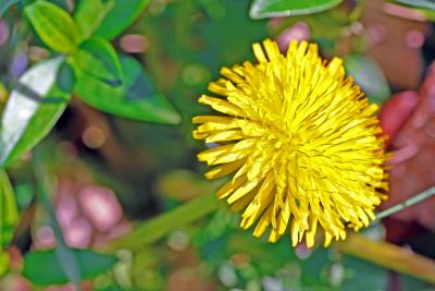 The Much Maligned Dandelion.
