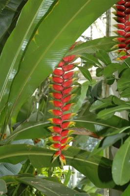 2005__ny_botanical_garden
