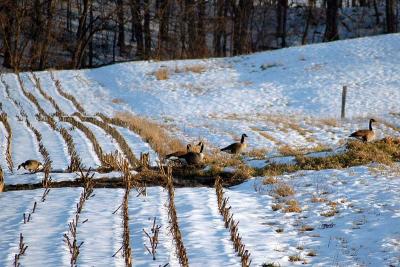 in_the_snow
