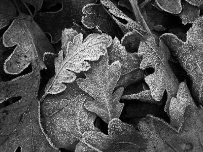 Frost on Leaves.jpg