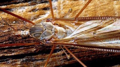 Crane Fly.jpg