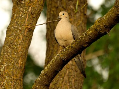 Mourning Dove.jpg