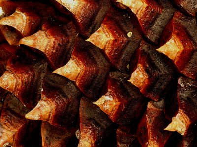 Pine Cone Scales.jpg