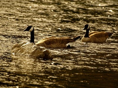 Canada Geese at Dawn.jpg