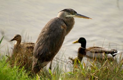 Great Blue Heron and Friends.jpg