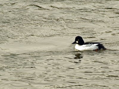 Common Goldeneye.jpg