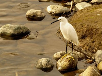 Snowy Egret.jpg