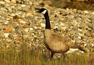 Canada Goose.jpg