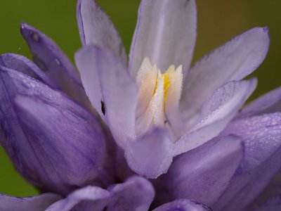 Wild Hyacinth.jpg