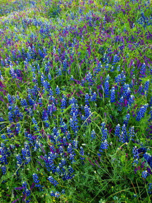 Sky Lupines and Grass.jpg