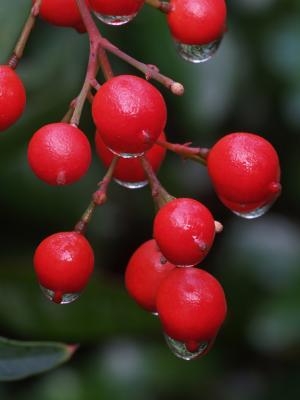 Wet Bamboo Berries.jpg