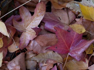 Gum Leaves.jpg
