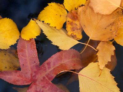 Leaves on the Water.jpg