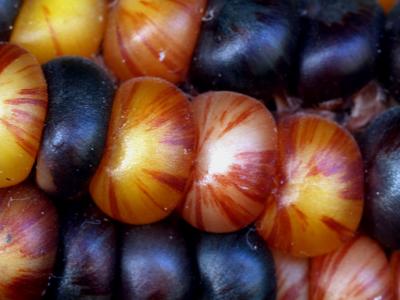 Indian Corn 2.jpg