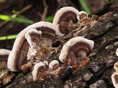 Turkey Tail Fungus.jpg