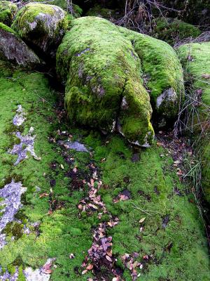 Mossy Rock.jpg