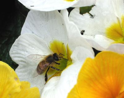 Bee on Primroses.jpg