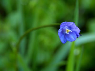 Wild Hyacinth.jpg