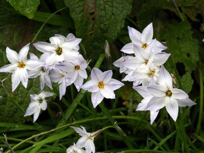 Spring Star Flower.jpg