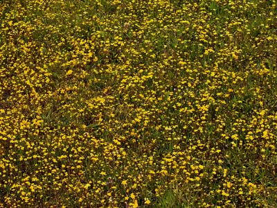 Prairie Flowers 2.jpg