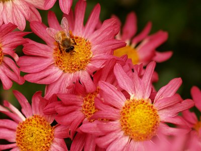 Bee on Pink Mum 2.jpg