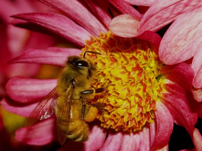Bee on Pink Mum.jpg