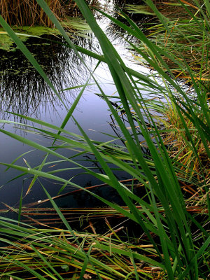 Miners Ravine Creek 1.jpg