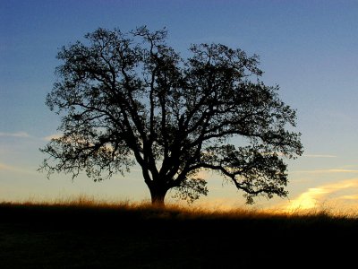 Valley Oak at Dawn 2.jpg