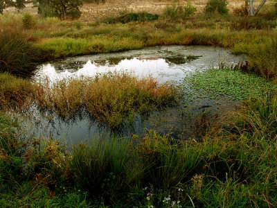 Miners Ravine Creek 5.jpg