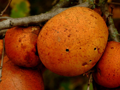 Valley Oak Galls.jpg