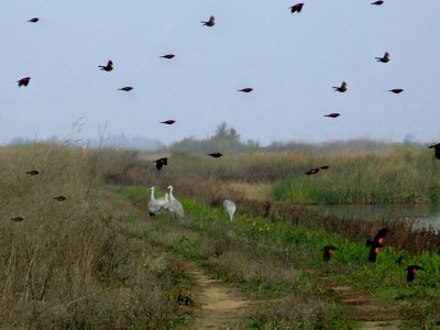 Cranes and  Redwings.jpg