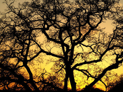 Oaks at Sunset.jpg