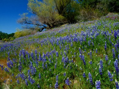 Folsom Lupines 4.jpg