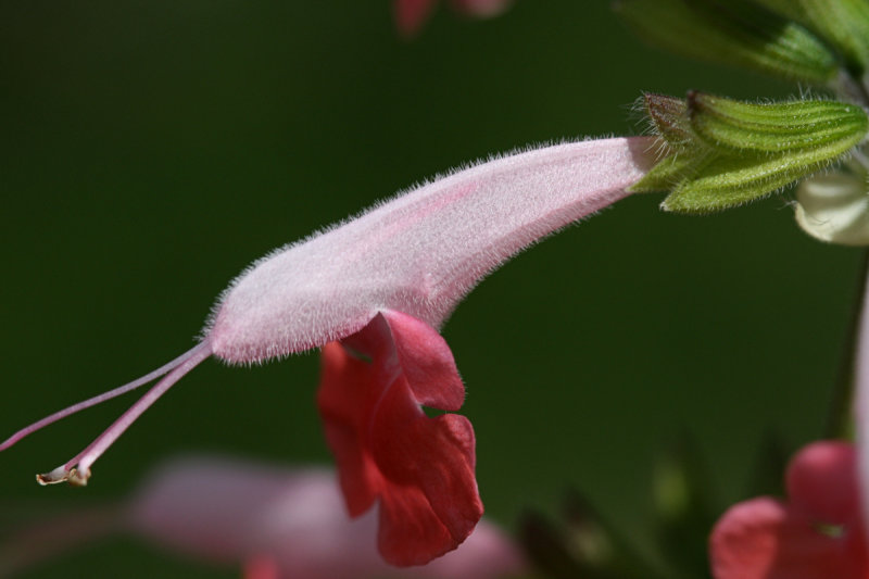 Flower Macro<BR>August 7, 2008