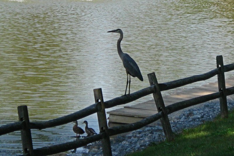 Heron and Ducks<BR>September 4, 2008