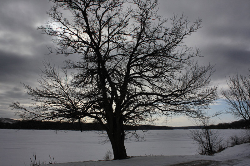 Tree Silhouette<BR>January 12, 2010