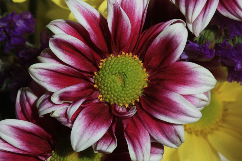 Purple Daisy Macro<BR>May 28, 2010