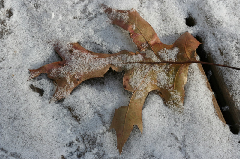 Leaf and Snow<BR>December 4, 2007