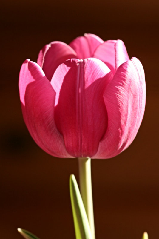 Sunlight on Tulip<BR>March 23, 2008