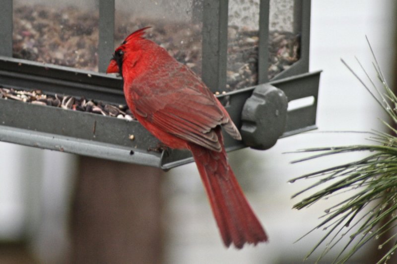 Cardinal<BR>April 4, 2008