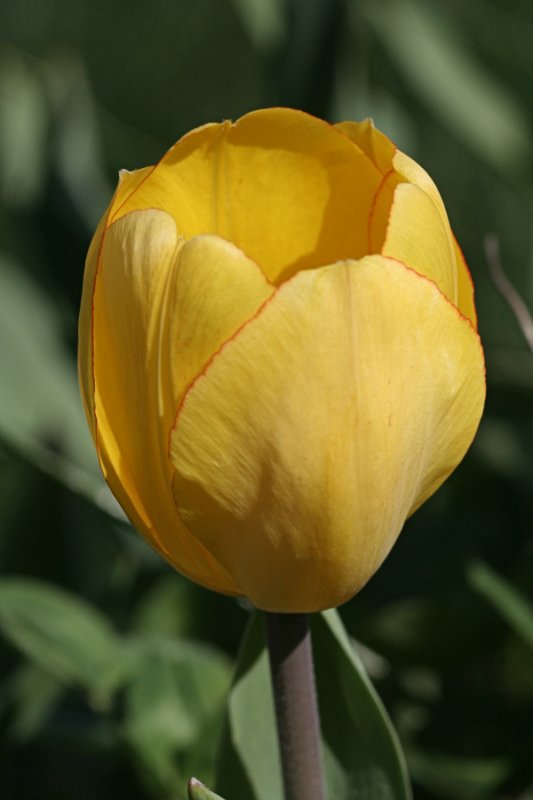 Yellow Tulip<BR>April 25, 2008