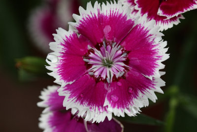 Flower Closeup<BR>August  6, 2008