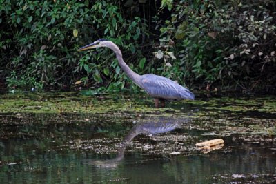 Great Blue Heron ReflectionAugust 7, 2008
