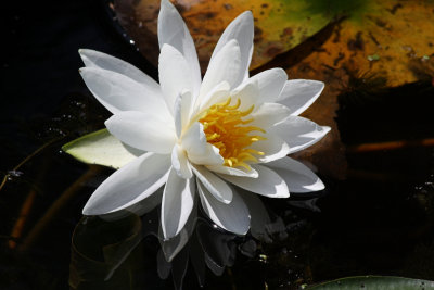 Waterlily<BR>August  25, 2008