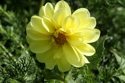 Yellow Flower<BR>September 10, 2008